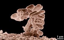 A molecular model of the bacterial cell wall 