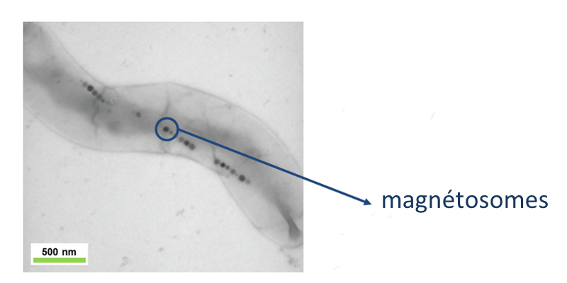 magnetosomes.jpg