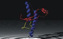 La protéine prion normale protège l'ADN
