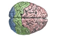 Latéralisation cérébrale et performances intellectuelles