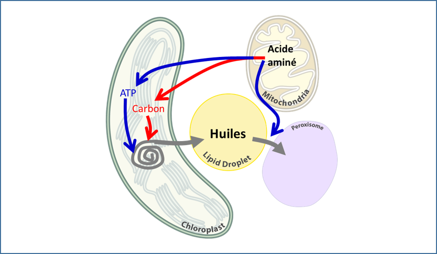 FM_PlantPhysiol2019-Imagette238px.png