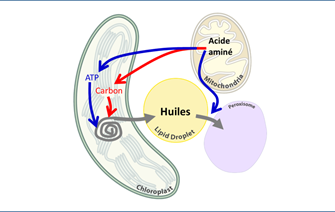 Respiration et photosynthèse unies pour la production de lipides chez les microalgues