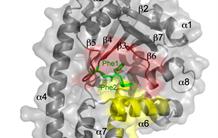 Comment des enzymes "détournent" les ARN de transfert