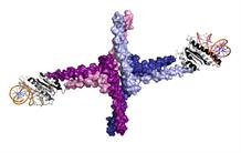 Formation des fleurs : structure d’une protéine déterminante