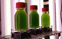 Fermentalg et le CEA optimisent la production de microalgues en mixotrophie