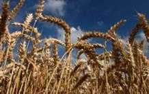 Un grand pas vers le séquençage intégral du blé