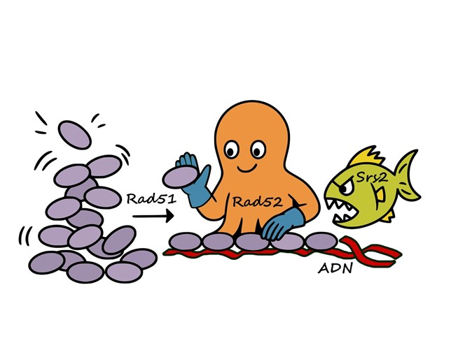Unveiling Rad52: a key player in homologous recombination