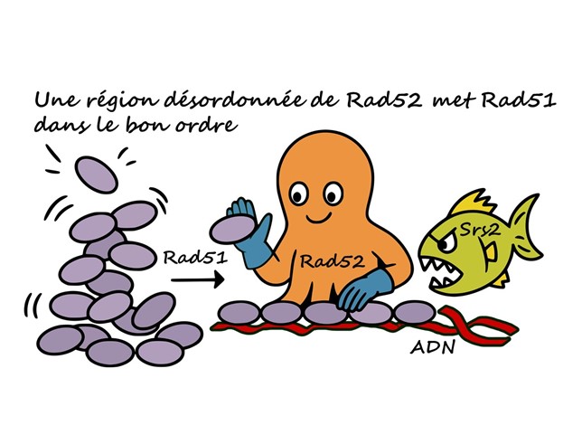 Lever le voile sur Rad52 : un maillon clé de la recombinaison homologue