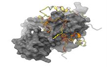 Unveiling Rad52: a key player in homologous recombination
