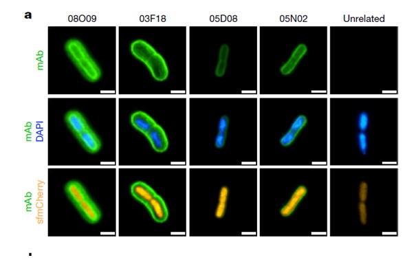 A new therapeutic hope against an extremely antibiotic-resistant strain of Klebsiella pneumoniae