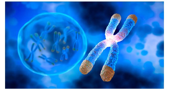 A new mechanism protecting telomeres from chromosomal fusions