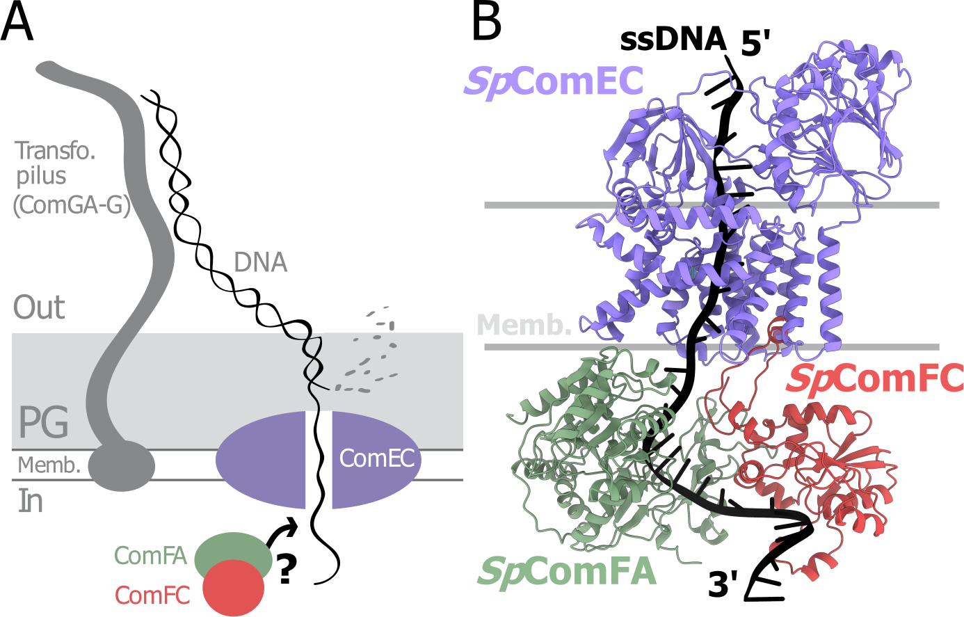 Un complexe tripartite essentiel au transport de l’ADN lors de la transformation naturelle chez les bactéries