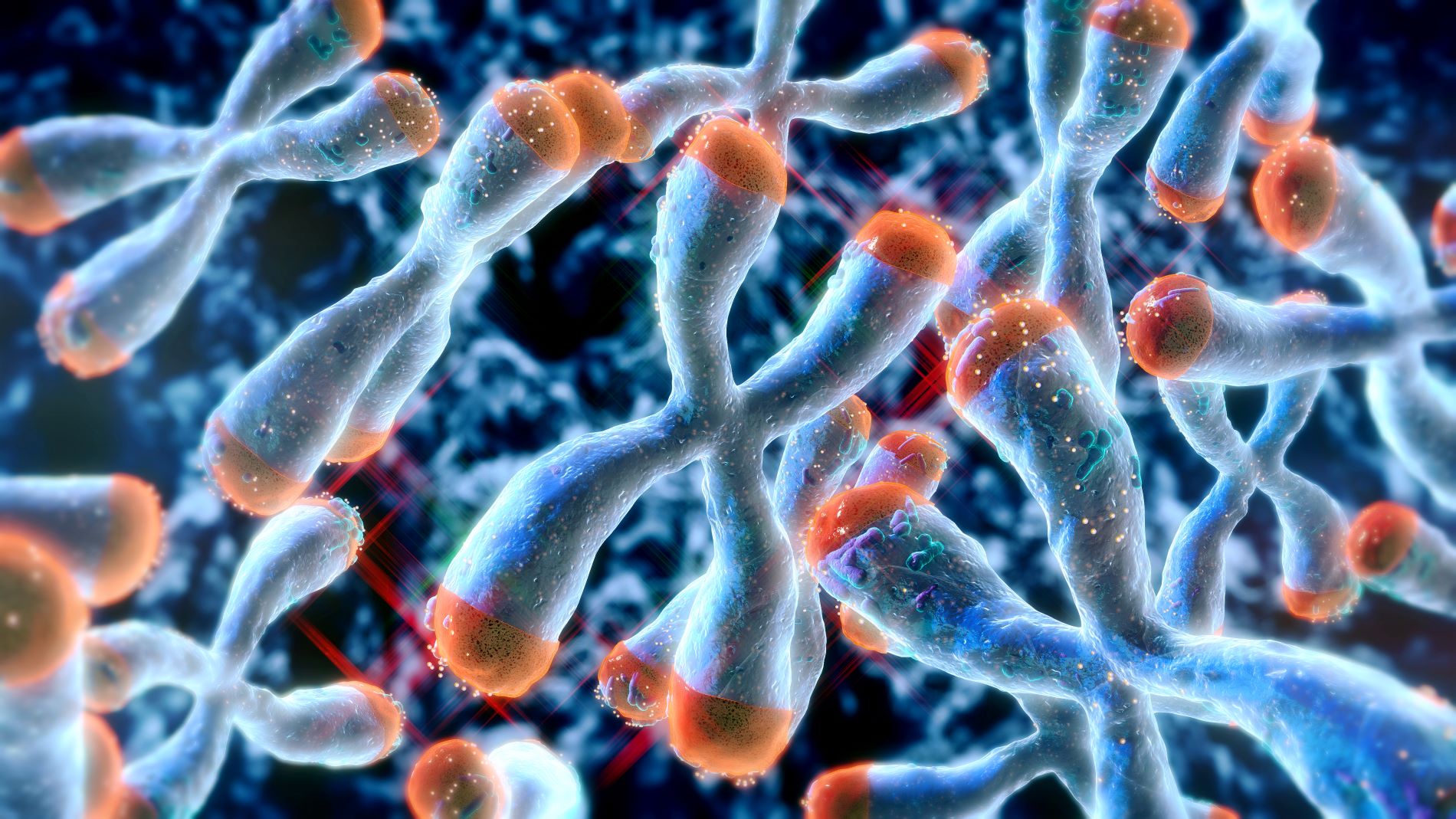 A new mechanism protecting telomeres from chromosomal fusions