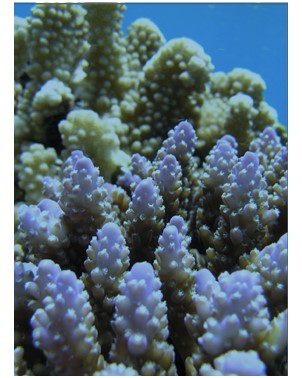 Les récifs coralliens, réservoirs d’une diversité microbienne et moléculaire encore inexplorée