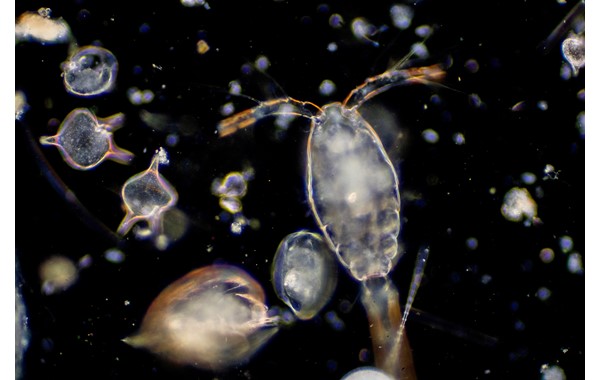 Évolution et diversité des mécanismes circadiens chez les picoeucaryotes marins