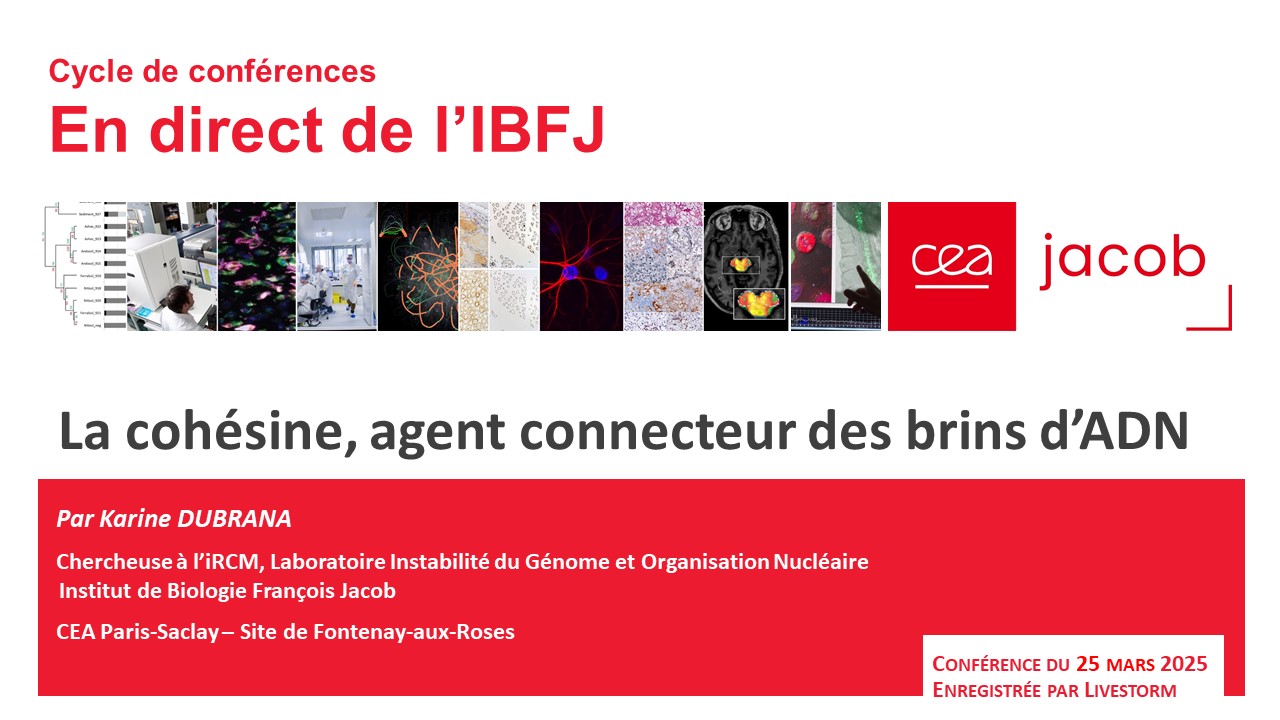 La cohésine, agent connecteur des brins d’ADN