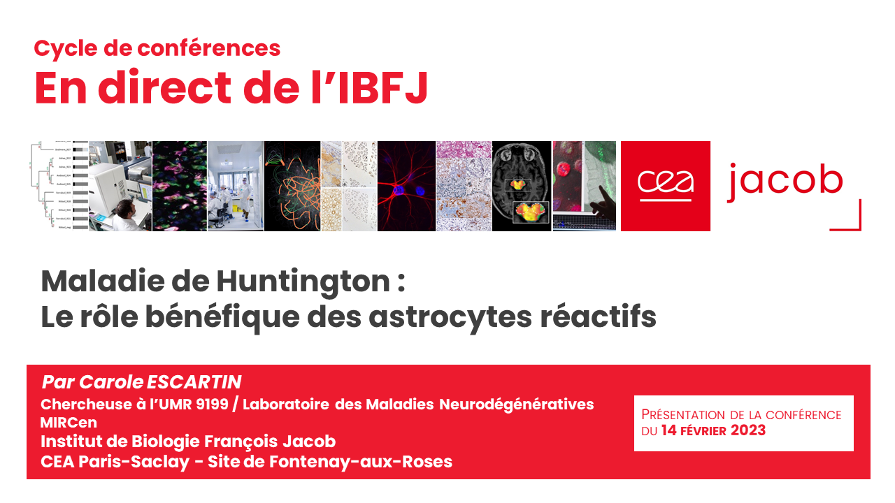 Maladie de Huntington : le rôle bénéfique des astrocytes réactifs