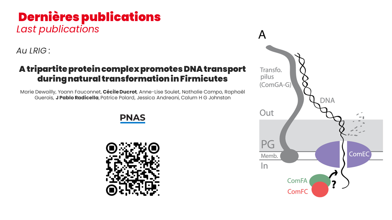 Publication LRIG