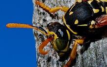 A virus at home in parasitic wasps