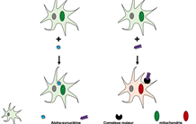 Astrocytes and α-synuclein in Parkinson's disease: when size matters