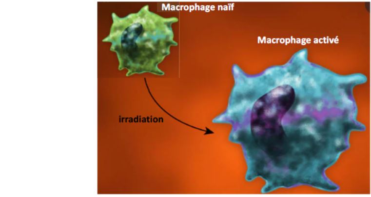 Les macrophages impliqués dans les effets délétères d’une irradiation sur les CSH