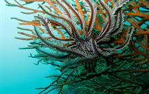Biodiversity and the deep oceanic floor