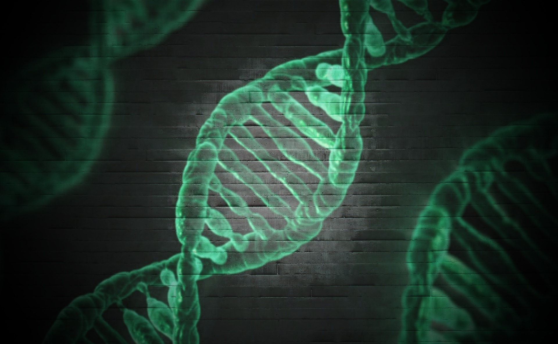 Rad51-mediated homologous recombination: insights into aging and tumorigenesis