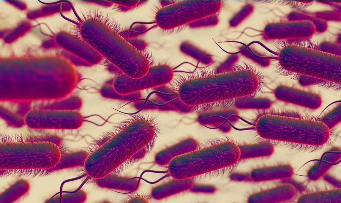Un duo de protéines aux manettes de la transformation naturelle des bactéries