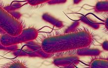 Un duo de protéines aux manettes de la transformation naturelle des bactéries