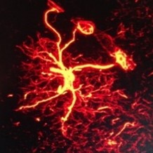 Post-doctoral position - In vivo brain imaging