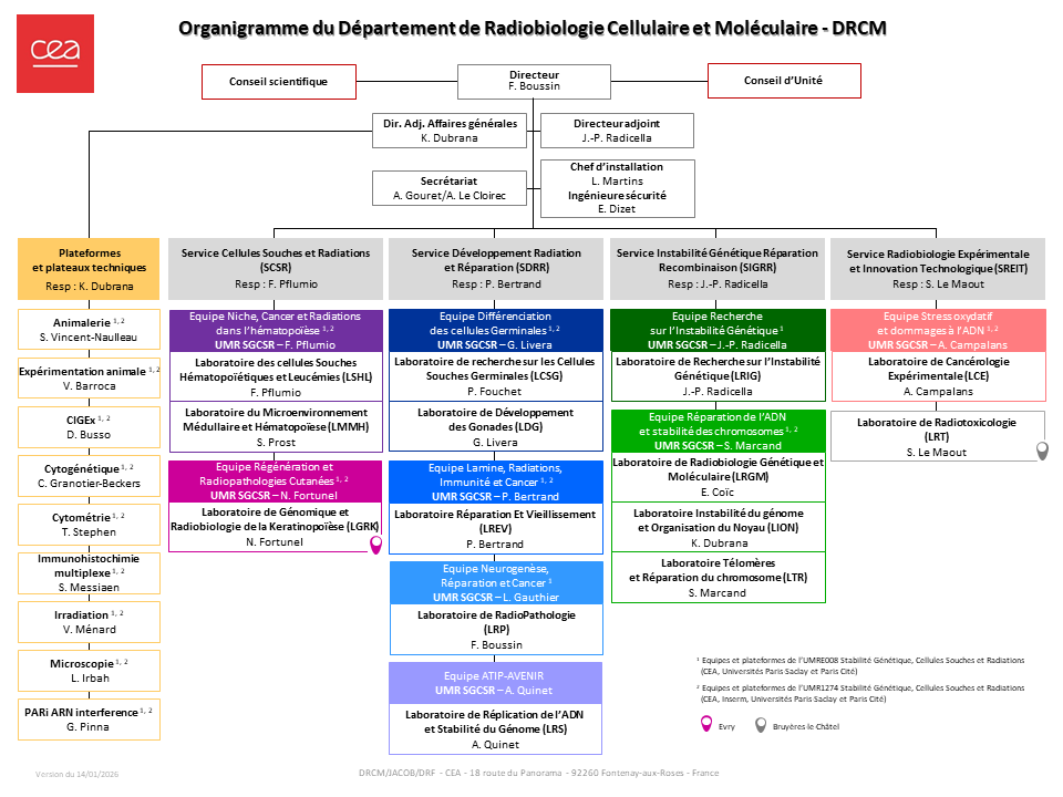 Organigramme DRCM