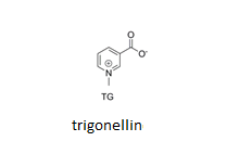 Elucidation of the trigonelline degradation pathway of trigonellin  