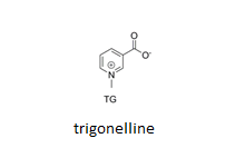 L’élucidation de la voie de dégradation de la trigonelline