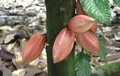 Theobrama cacao, Le génome du cacaoyer décrypté