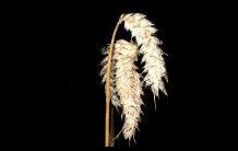 Triticum spp, culture du blé. Séquençage du chromosome 3B
