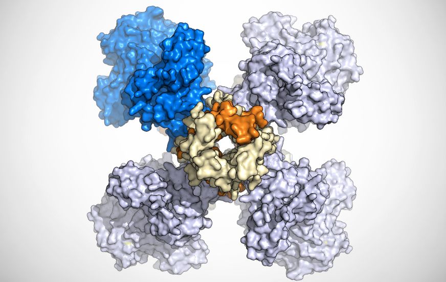 Découverte d’une nouvelle structure de protéine permettant de mieux comprendre le métabolisme énergétique bactérien