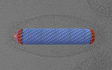 Quand l’IA et la cryo-microscopie électronique permettent de révéler la structure d’objets biologiques complexes…