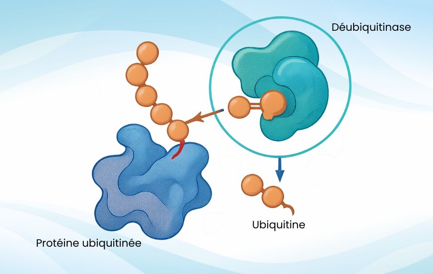 L’enzyme USP36 : une déubiquitinase avec deux modes d’action