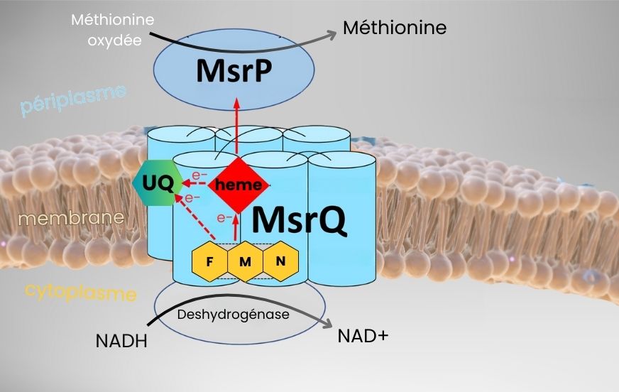 Des bactéries qui résistent à l’acide hypochloreux