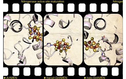 A dynamic molecular structure paves the way for sustainable crops capable of fixing their own nitrogen