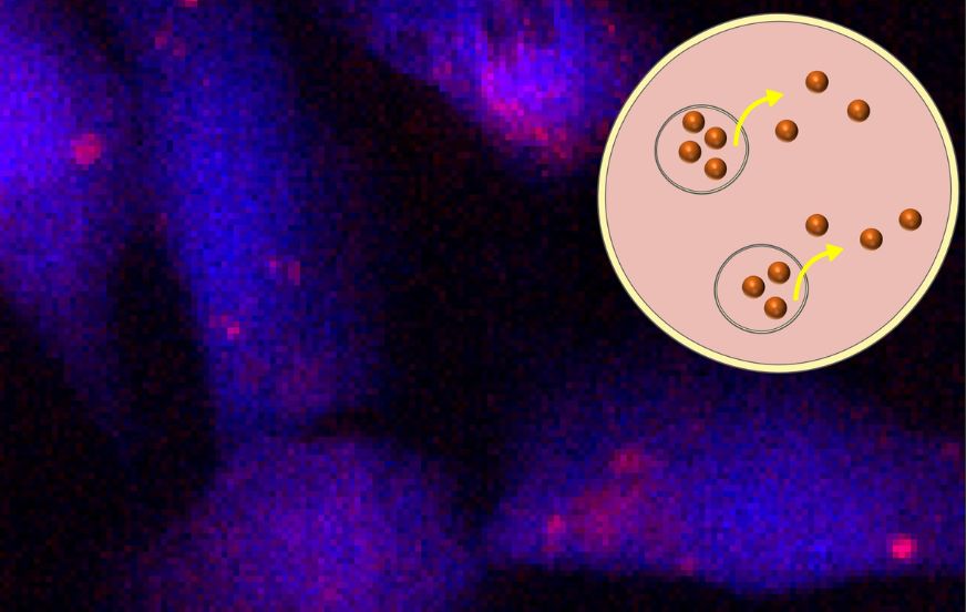 Selectives Cu+ ionophores for cancer therapy