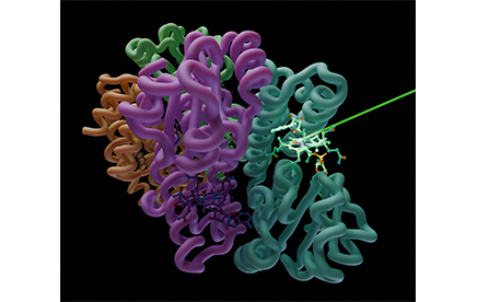 Filming a vitamin B12 photoreceptor in action