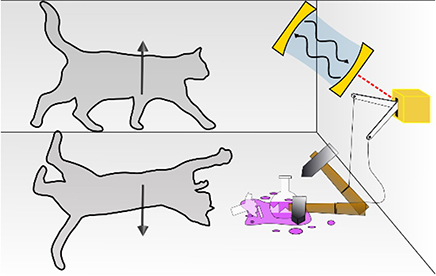 Why can’t cats be dead and alive at the same time?