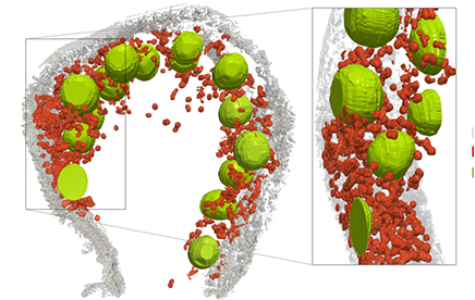 Quand la symbiose dope la photosynthèse et le stockage du carbone des microalgues