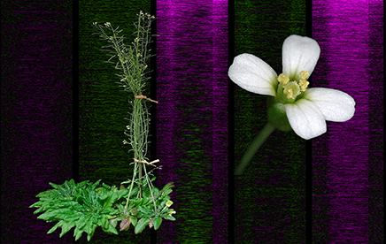 Une protéine à double fonction orchestre la floraison