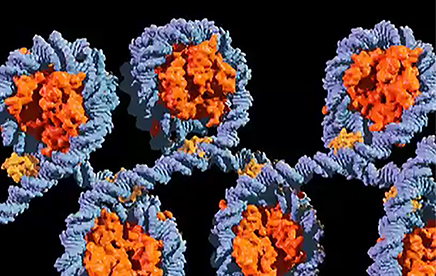 When histone H1.4 loosens its grip on DNA: new insight into Rahman syndrome