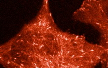 Les biologistes de l'Université d'Amsterdam mettent au point une nouvelle protéine fluorescente rouge vif record