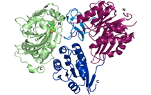 Structure d’un complexe enzymatique essentiel du métabolisme de la paroi bactérienne d’importants pathogènes