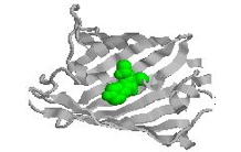 Mise en évidence d’un état « fantôme » chez les protéines fluorescentes vertes