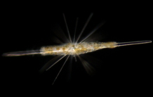 The intimate secrets of photosymbiosis in marine plankton
